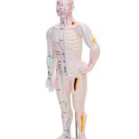 Modelo Acupuntura Hombre 26 cm
