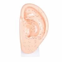 Modelo Acupuntura de Oreja